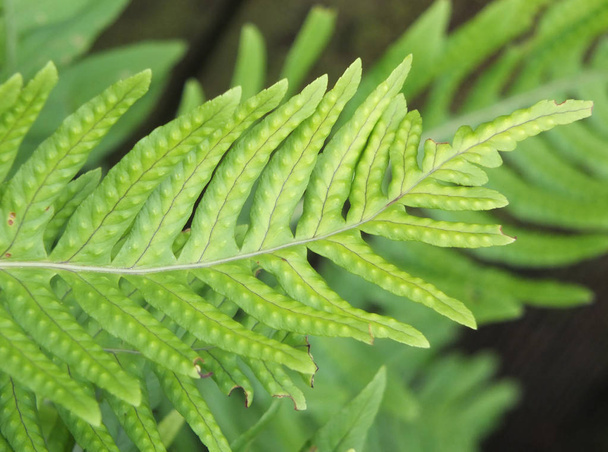 Hard fern in close up with spores developing - Photo, Image