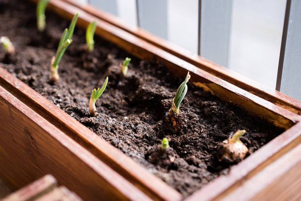 jardinagem e horticultura. cultivo de cebolas verdes em uma caixa em um terraço na cidade
. - Foto, Imagem