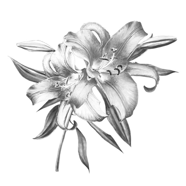 fekete-fehér liliomok illusztráció fehér alapon - Fotó, kép
