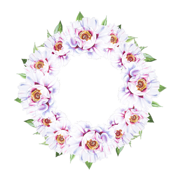 valkoinen pioni kukkia runko valkoisella taustalla
 - Valokuva, kuva