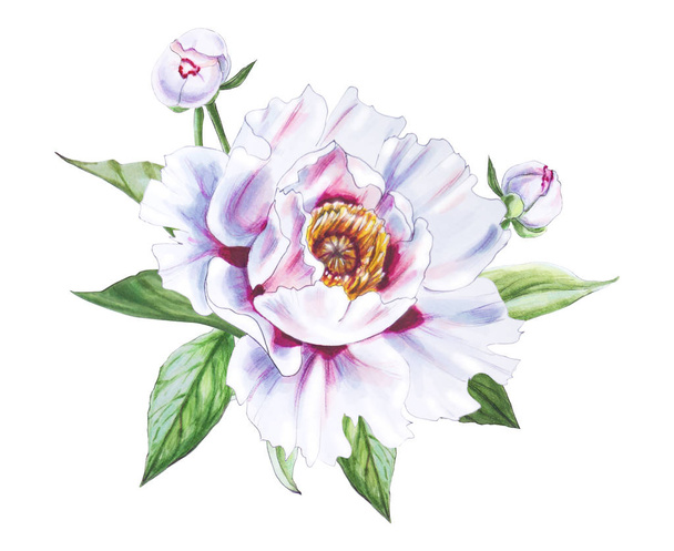 flor de peonía blanca ilustración sobre fondo blanco
 - Foto, Imagen