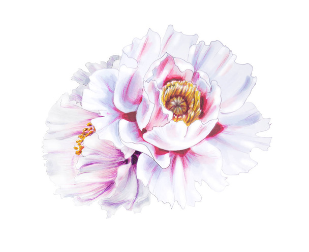 peonía blanca flores ilustración sobre fondo blanco
 - Foto, Imagen