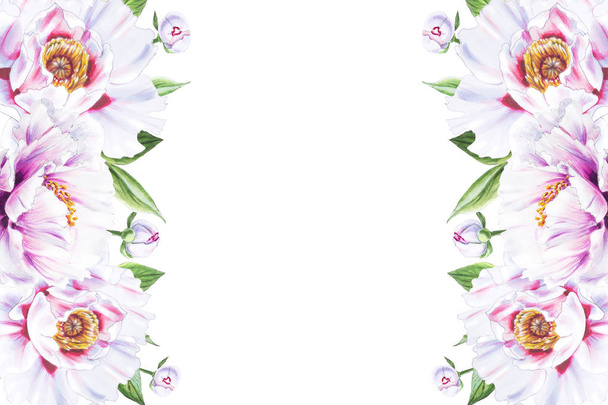 cornice di fiori di peonia bianca su sfondo bianco
 - Foto, immagini