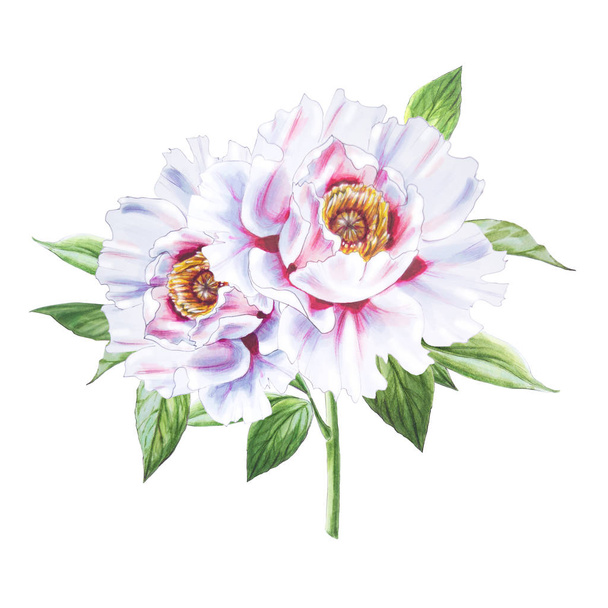 white peony flowers illustration on white background - Photo, Image