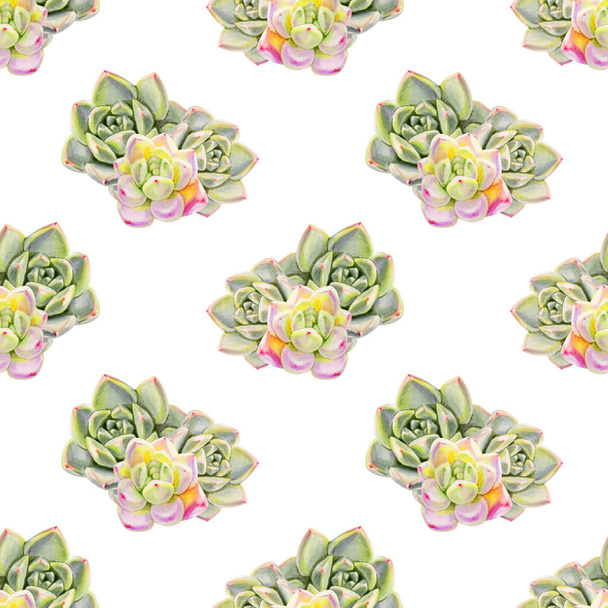 seamless background pattern with succulent plants - Photo, Image