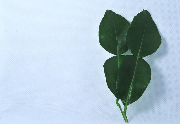 Kaffir lime leaves on a white background - 写真・画像