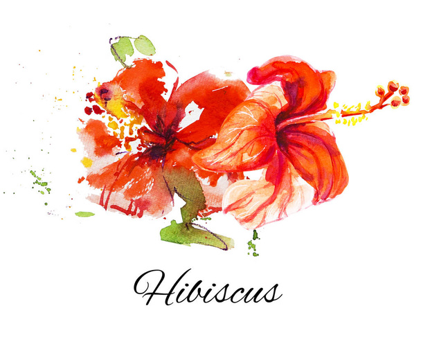 白い背景にハイビスカスの花のイラスト - 写真・画像