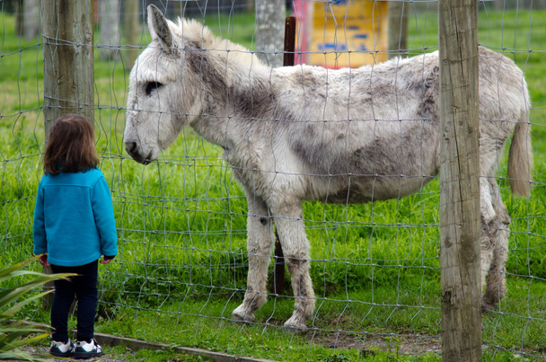 Farm Animals - Donkey - Photo, Image