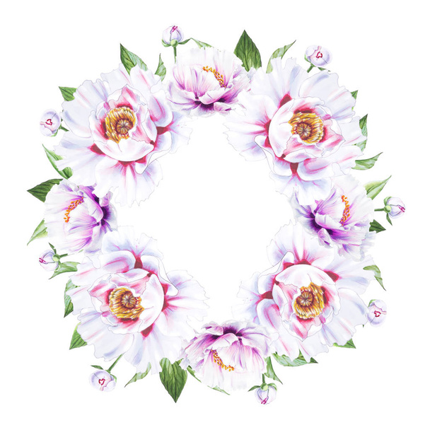 valkoinen pioni kukkia runko valkoisella taustalla
 - Valokuva, kuva