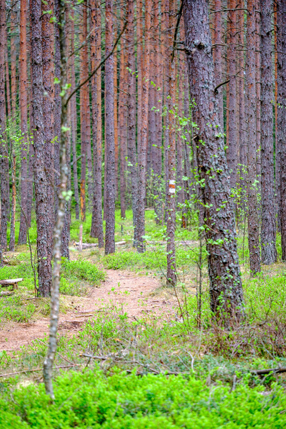 sűrű fa törzse falra growe textúra az erdőben tavasszal - Fotó, kép