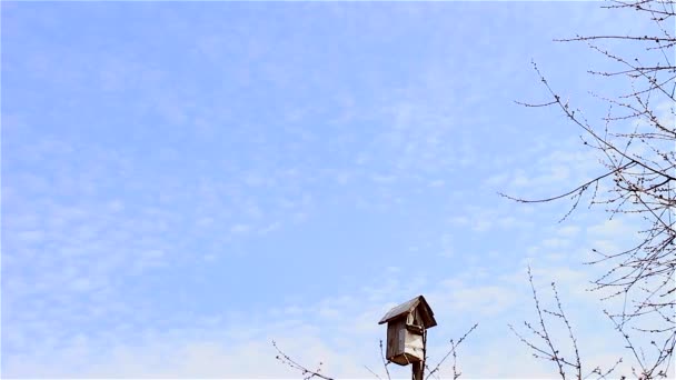 Φωλιά πουλιών σε ένα γαλάζιο φόντο του ουρανού - Πλάνα, βίντεο