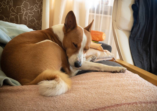 Cute basenji dog sleeping on a sofa being home alone - Photo, Image