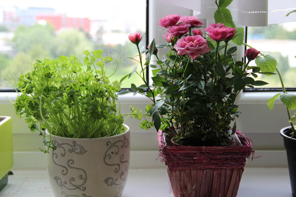 huis kruiden en bloemen - Foto, afbeelding