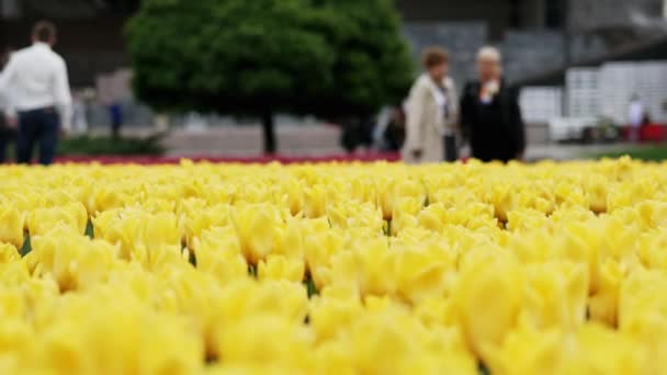 tulipanes amarillos floreciendo en hermoso parque, muchas flores - Imágenes, Vídeo