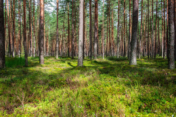 tree trunk wall in pine tree forest with green moss covered forest bed in summer - Foto, Bild