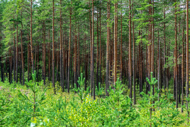 árvore parede tronco na floresta de pinheiros com musgo verde coberto floresta cama no verão
 - Foto, Imagem