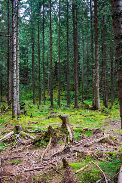 sentiers de randonnée en Slovaquie en été pluvieux. roches, feuillage vert et arbres
 - Photo, image
