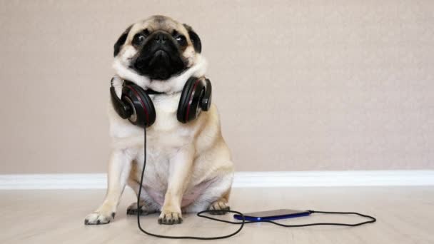 Χαριτωμένος, αστείος σκύλος του Παγκ στα ακουστικά ακούγοντας μουσική, χαλαρωτικό σκυλί - Πλάνα, βίντεο