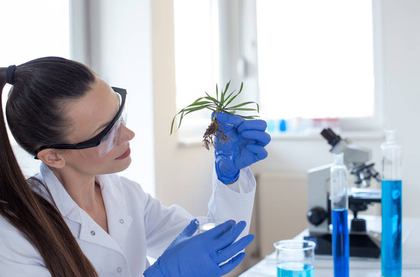Biologist holding seedling above glass for test - Photo, Image