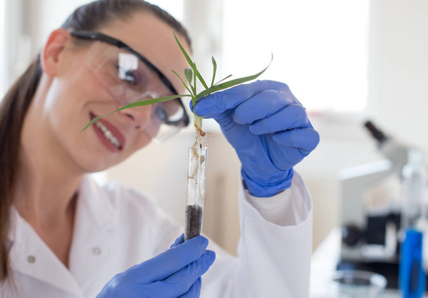 試験管の上に苗を保持する生物学者 - 写真・画像