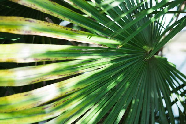 Tropical palm leaves with sunlight, floral pattern background - Fotó, kép
