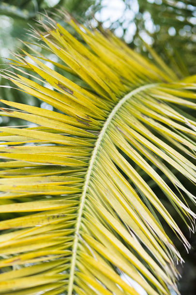 Tropische Palm bladeren met zonlicht, bloemmotief achtergrond - Foto, afbeelding