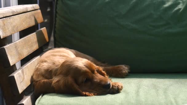 Cocker spaniel puppy sleeping on the sofa - Video, Çekim