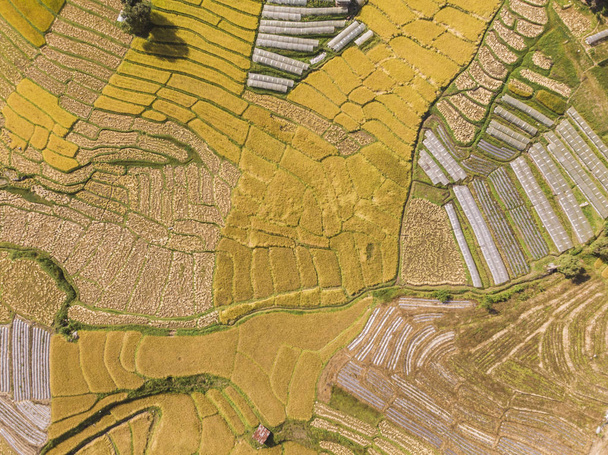 Aerial view of rice fields High angle of rice field in rural Tha - Photo, image