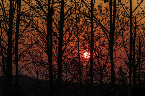 A silhueta dos ramos ao pôr-do-sol
 - Foto, Imagem