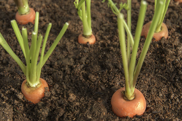 Cenoura vegetal cresce no jardim no solo backgro orgânico
 - Foto, Imagem