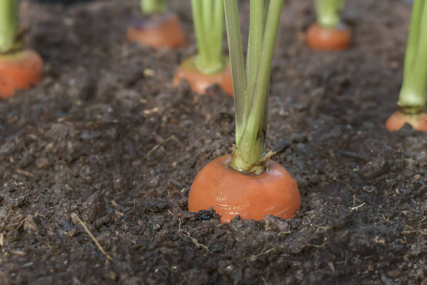 Cenoura vegetal cresce no jardim no solo backgro orgânico
 - Foto, Imagem