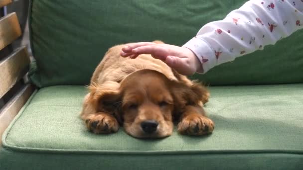 Cocker spaniel köpek kanepede uyku - Video, Çekim