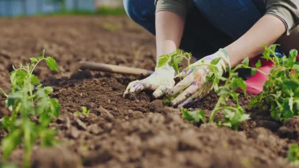 Αγρότης χέρια φύτευση σε σπόρους ντομάτας χώματος - Πλάνα, βίντεο
