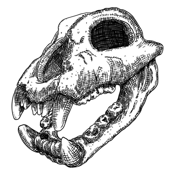 Dog, coyote or predator skull. Animal engraving hand drawing wol - Vetor, Imagem