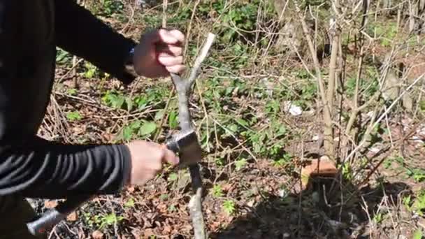 クローズアップ男の手は、森のハイブに斧で木製の棒をこすります。最先端。紅葉を背景に紅葉. - 映像、動画