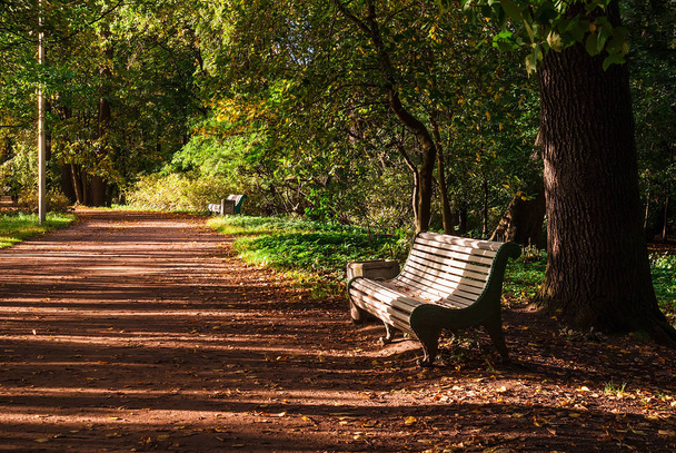 Alley with empty benches in the autumn park - Фото, зображення