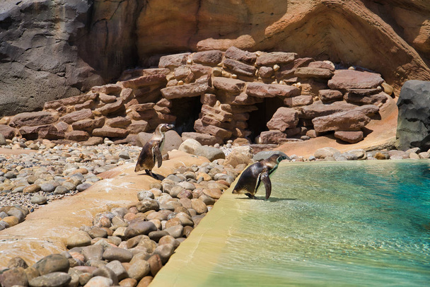 LANZAROTE, CANARY ISLANDS, SPAIN - APRIL 15, 2019: A pair of penguins in an open-air cage near the pond. Themed Rancho Texas Park on Lanzarote Island. - Photo, image