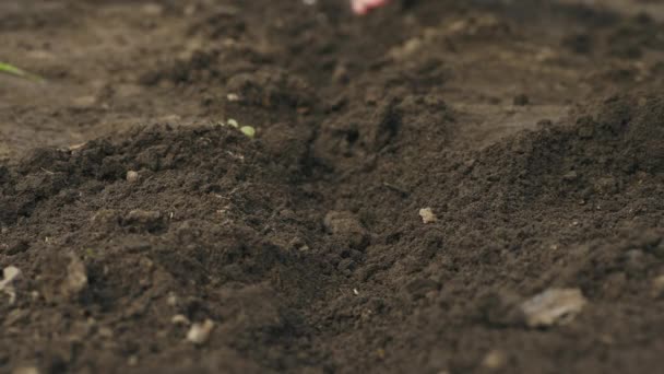 Boeren hand planten van een zaadje in de bodem. Close-up shot - Video