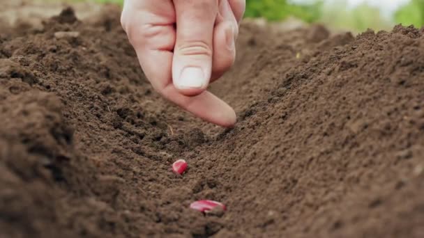 Rolnicy strony sadzenia nasion w glebie - Materiał filmowy, wideo