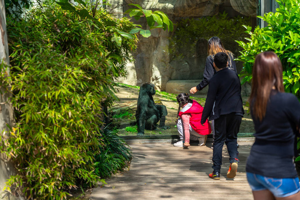 Western Lowland Gorilla στο ζωολογικό κήπο της Βαρκελώνης - Φωτογραφία, εικόνα