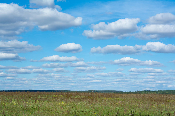 シンプルな農村風景:生い茂ったフィールドと青い空. - 写真・画像