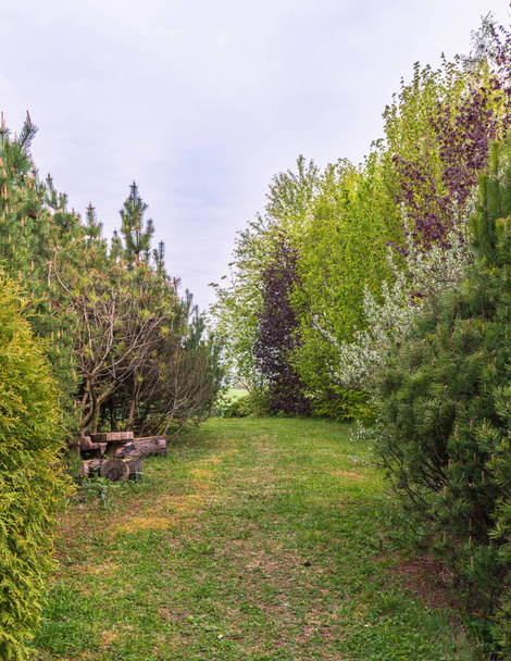 Sentier pédestre à travers le pin de montagne, le noisetier long et d'autres buissons décoratifs et lieu de repos
 - Photo, image