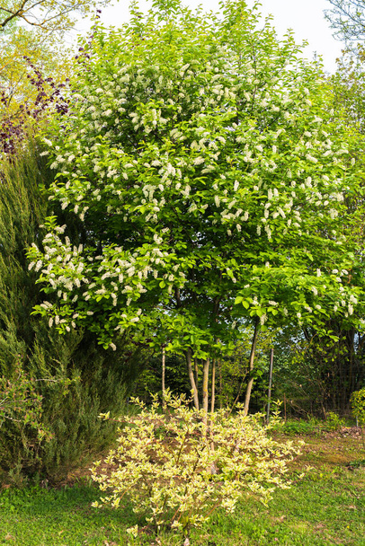 Blühender Baum im Familiengarten Padus avium "novosibirsk" und daneben Wacholder; vorne buschige Hartriegel - Foto, Bild