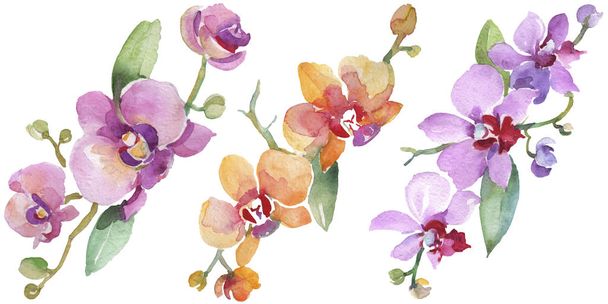 Orkide buketleri çiçek botanik çiçekler. Suluboya arka plan illüstrasyon seti. İzole orkide illüstrasyon elemanı. - Fotoğraf, Görsel
