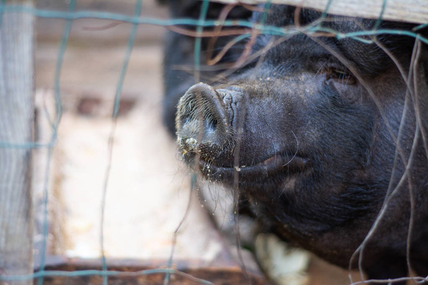 Um homem fotografa um porco atrás das grades num jardim zoológico ao telefone
. - Foto, Imagem