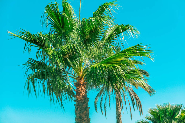 Palm tree beach background, summertime travel - Photo, Image