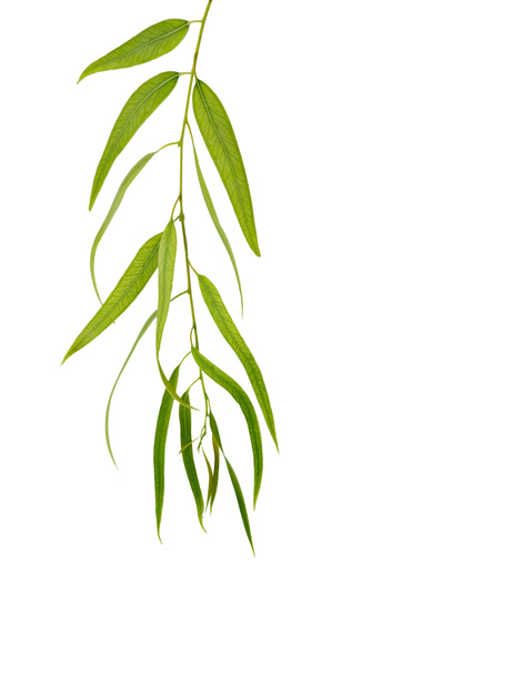 Rama de eucalipto
 - Foto, imagen