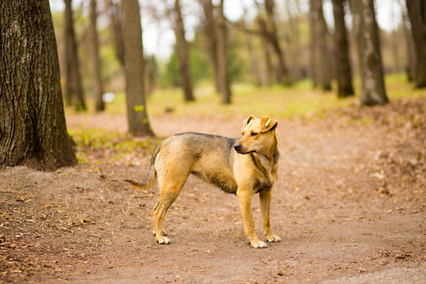 портрет бездомной сельской собаки в летнем парке
 - Фото, изображение