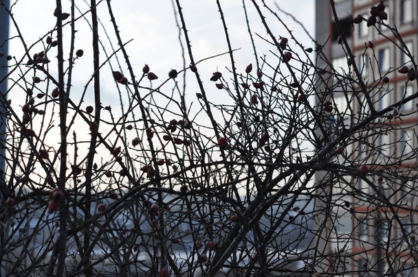 Frozen briar tree branches grey sky background - Photo, image