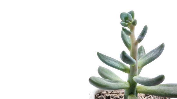 Суккулентное растение зеленая пахиверия на белом фоне крупным планом
 - Фото, изображение